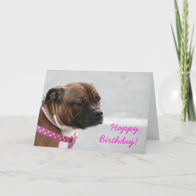 Cartão staffordshire bull terrier Birthday greeting card (Frente)