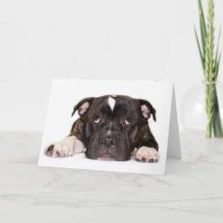 Cartão Staffordshire bull terrier Card R001