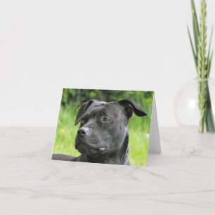 Cartão Staffordshire Bull Terrier retrato