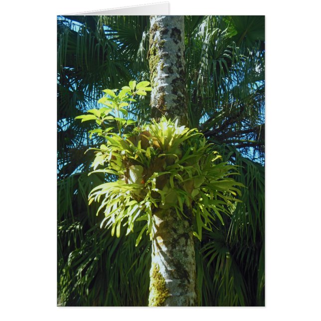 Cartão Staghorn Fern (Frente)