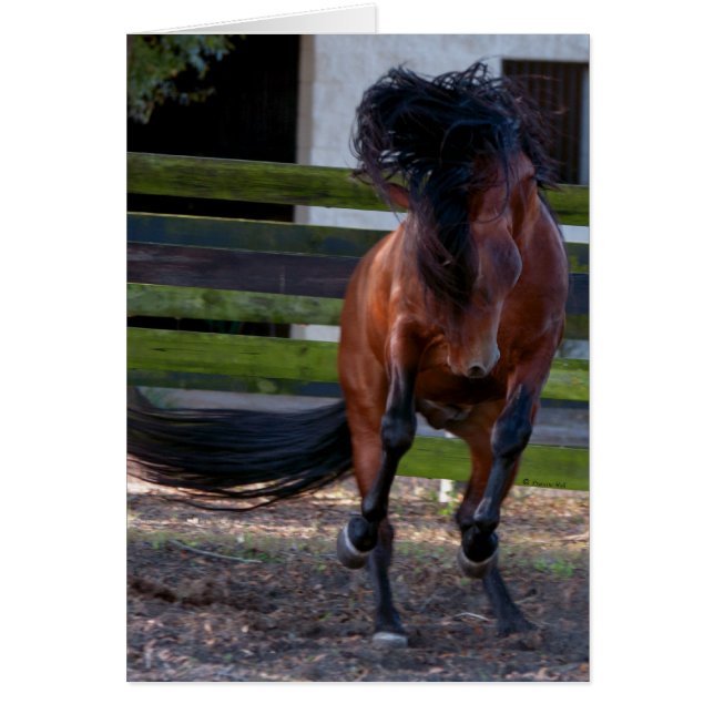 Cartão Stallion Play (Frente)