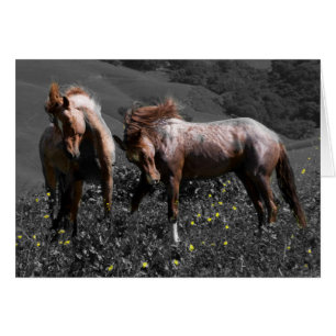 Cartão Stallion Spar