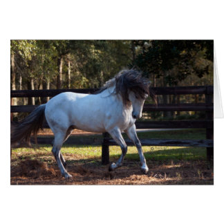 Cartão Stallion Strut