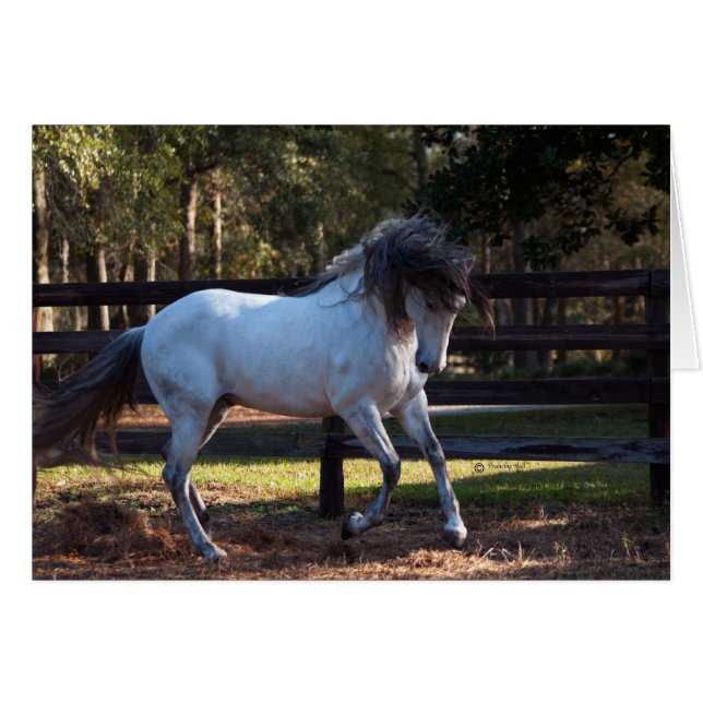 Cartão Stallion Strut (Frente Horizontal)