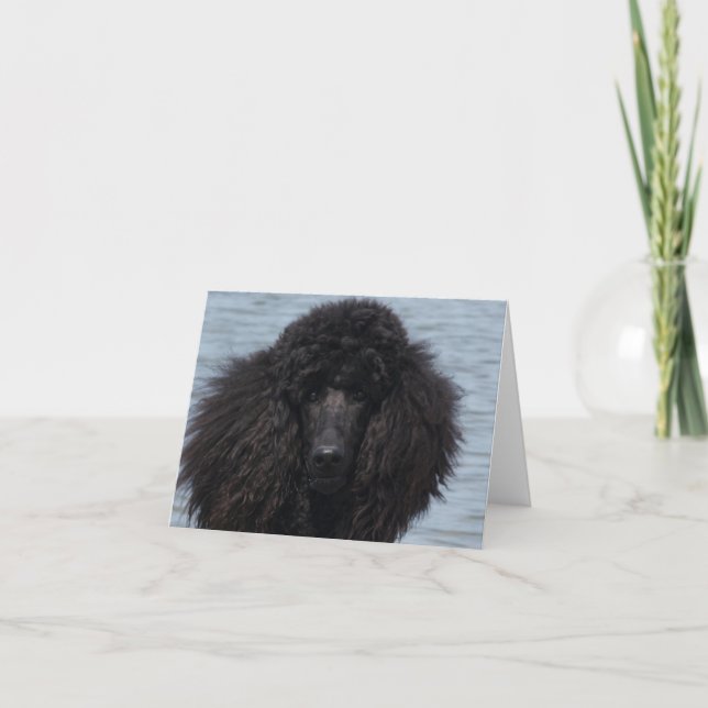 Cartão Standard Poodle at the Beach (Frente)