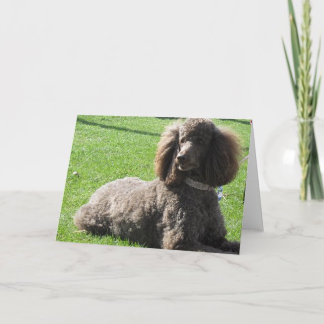 Cartão Standard Poodle Greeting Card (Frente)