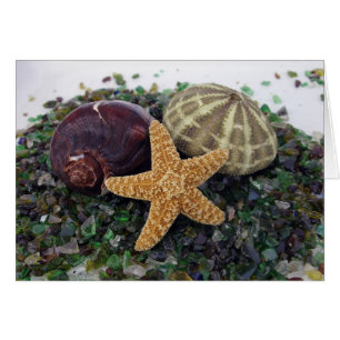 Cartão Star Fish, Shell e Urchin Card