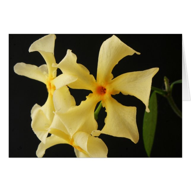 Cartão Star Jasmine Flower gca (Frente Horizontal)