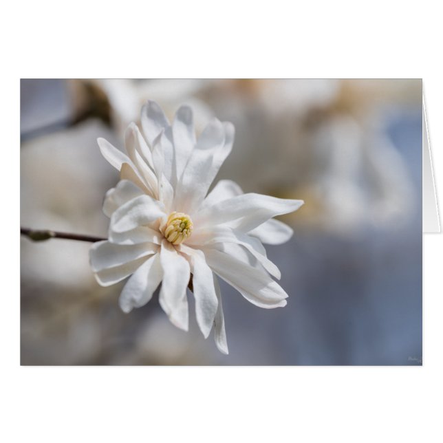 Cartão Star Magnolia Bloom (Frente horizontal)