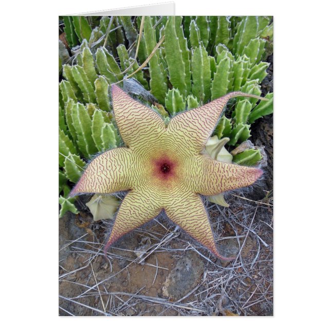 Cartão Starfish Cactus (Frente)