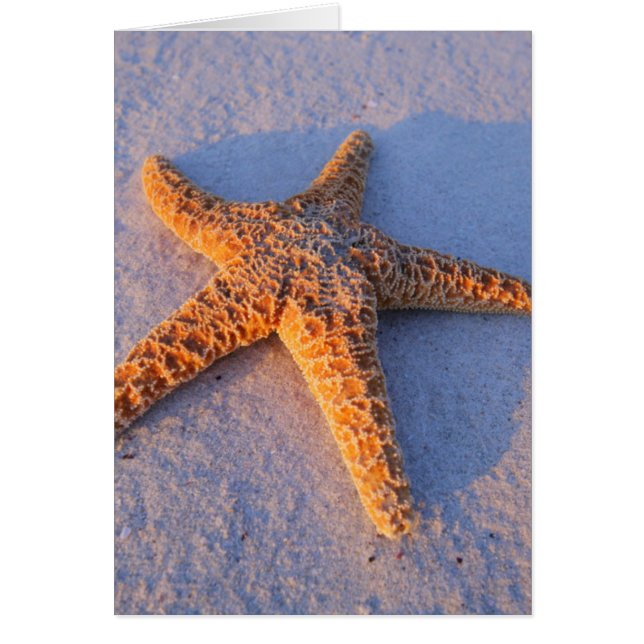 Cartão Starfish Na Areia Branca (Frente)