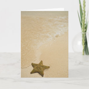 Cartão Starfish on sandy beach, Gibbs Cay Land