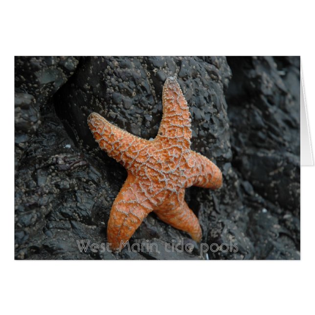 Cartão Starfish, piscinas da maré Ocidental (Frente Horizontal)