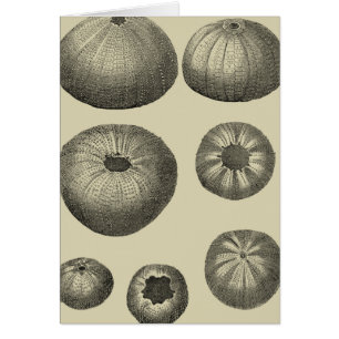 Cartão Starfish preto e branco