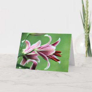 Cartão Stargazer Lily