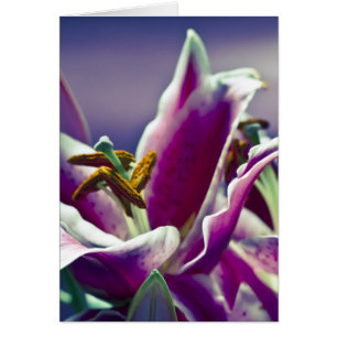 Cartão Stargazer Lily