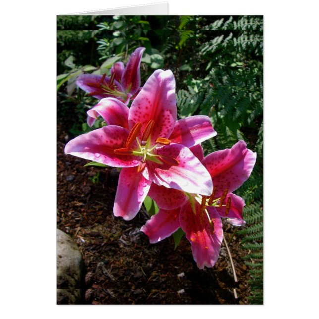 Cartão Stargazer Lily (Frente)