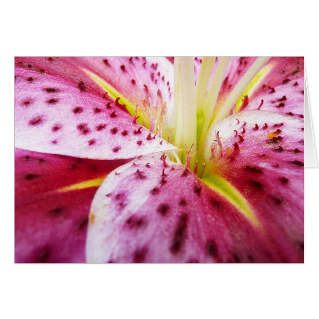 Cartão Stargazer Lily Bright Magenta Floral (Frente Horizontal)