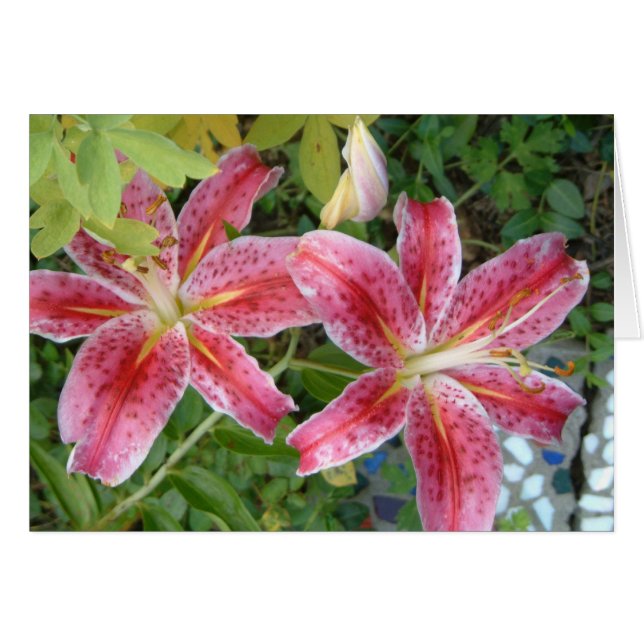 Cartão Stargazer Lily Garden Floral (Frente Horizontal)