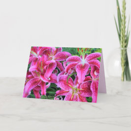 Cartão Stargazer Pink Oriental Lilies Greeting Cards