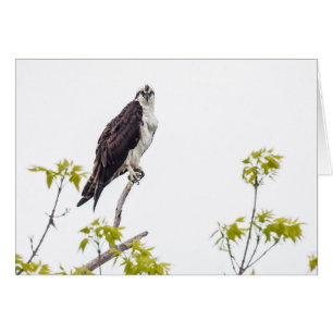 Cartão Staring Osprey