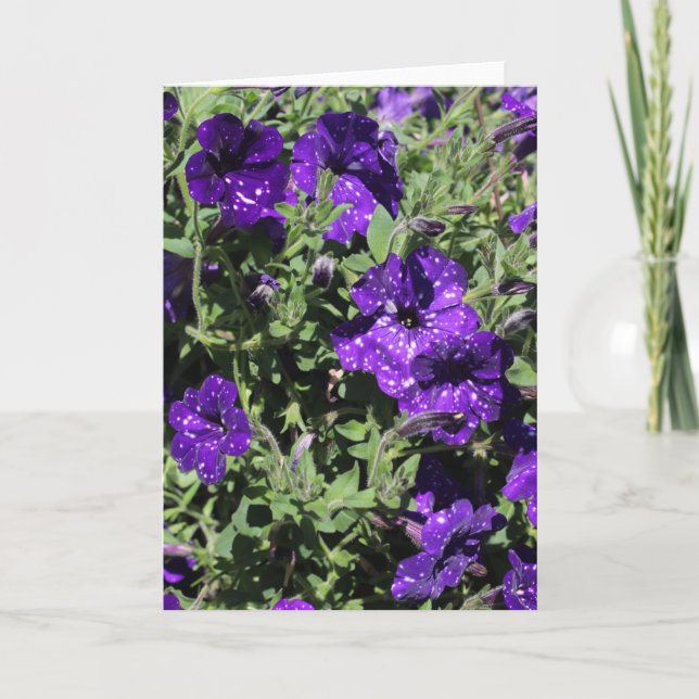 Cartão Starry Night Petunia greeting card (Frente)