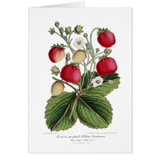 Cartão Stawberry (Frente)