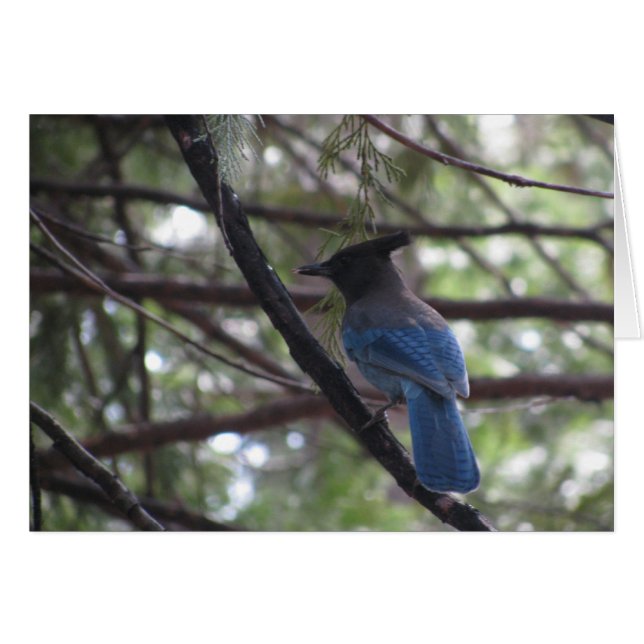 Cartão Stellar Jay - Yosemite (Frente Horizontal)