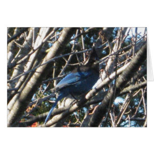 Cartão Stellars Jay