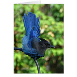 Cartão Stellar's Jay