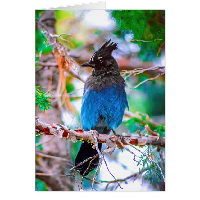Cartão Steller's Jay - Fotografia original (Frente)