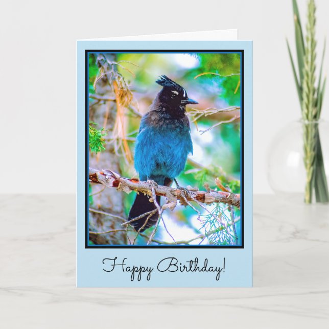 Cartão Steller's Jay - Fotografia original (Frente)
