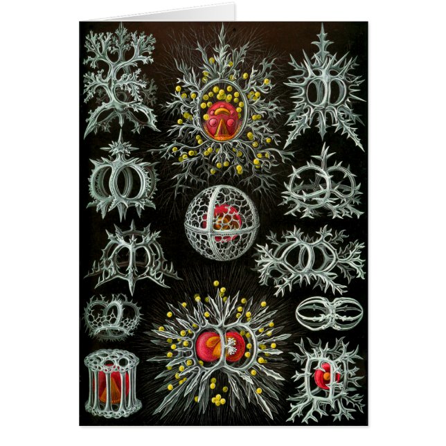 Cartão Stephoidea (Frente)