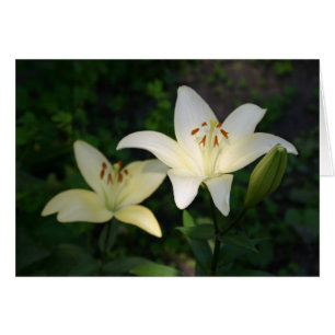 Cartão Sterling Star Lily