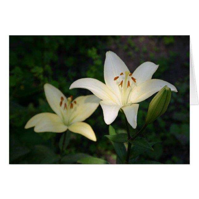 Cartão Sterling Star Lily (Frente Horizontal)
