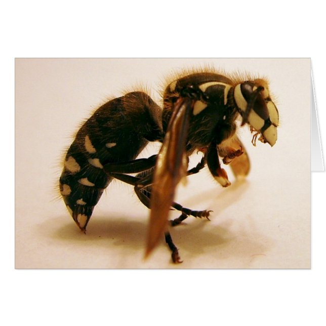 Cartão Stinger 16 (Frente Horizontal)