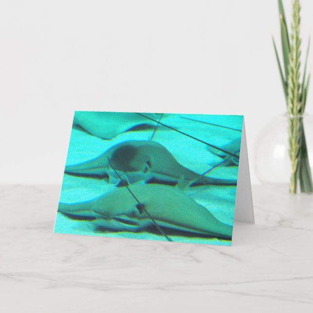 Cartão Stingrays on Ocean Floor Greeting Card (Frente)