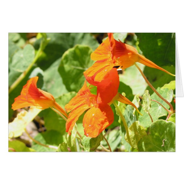 Cartão Stinson Nasturtiums (Frente Horizontal)