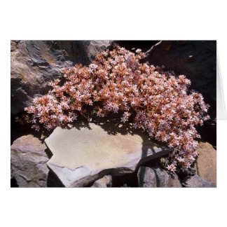 Cartão Stonecrop Inglês