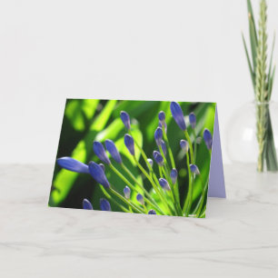Cartão Storm Cloud Lily of the Nile Card