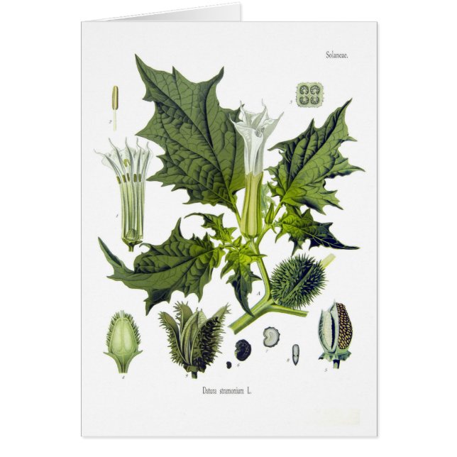 Cartão Stramonium do estramónio (Frente)