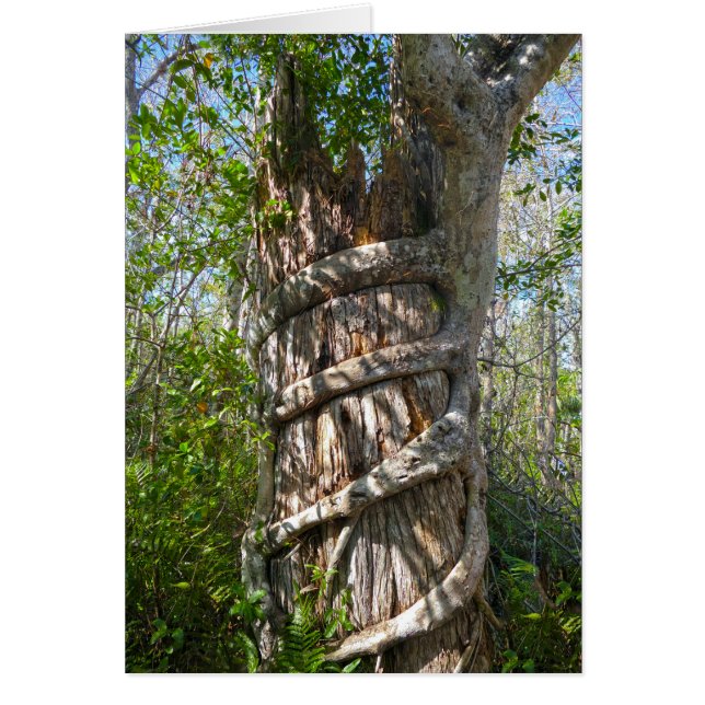 Cartão Strangler Fig, Big Cypress Swamp, Florida (Frente)