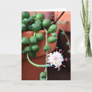 Cartão String of Pearls Succulent Greeting Card