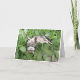 Cartão Succulent Backscratch