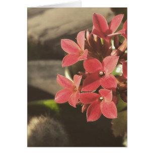 Cartão Succulents de florescência em meu jardim