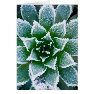 Cartão Suculenta Hen & Chicks com geada no início