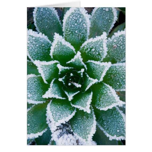 Cartão Suculenta Hen & Chicks com geada no início (Frente)