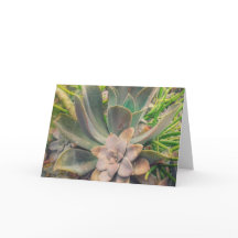 Suculentes, Dia de as mães