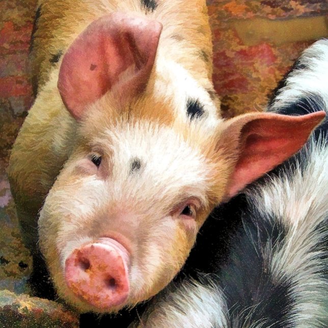 CARTÃO SUÍNOS (Criador carregado)