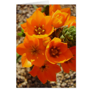 Cartão Sul - estrela alaranjada africana